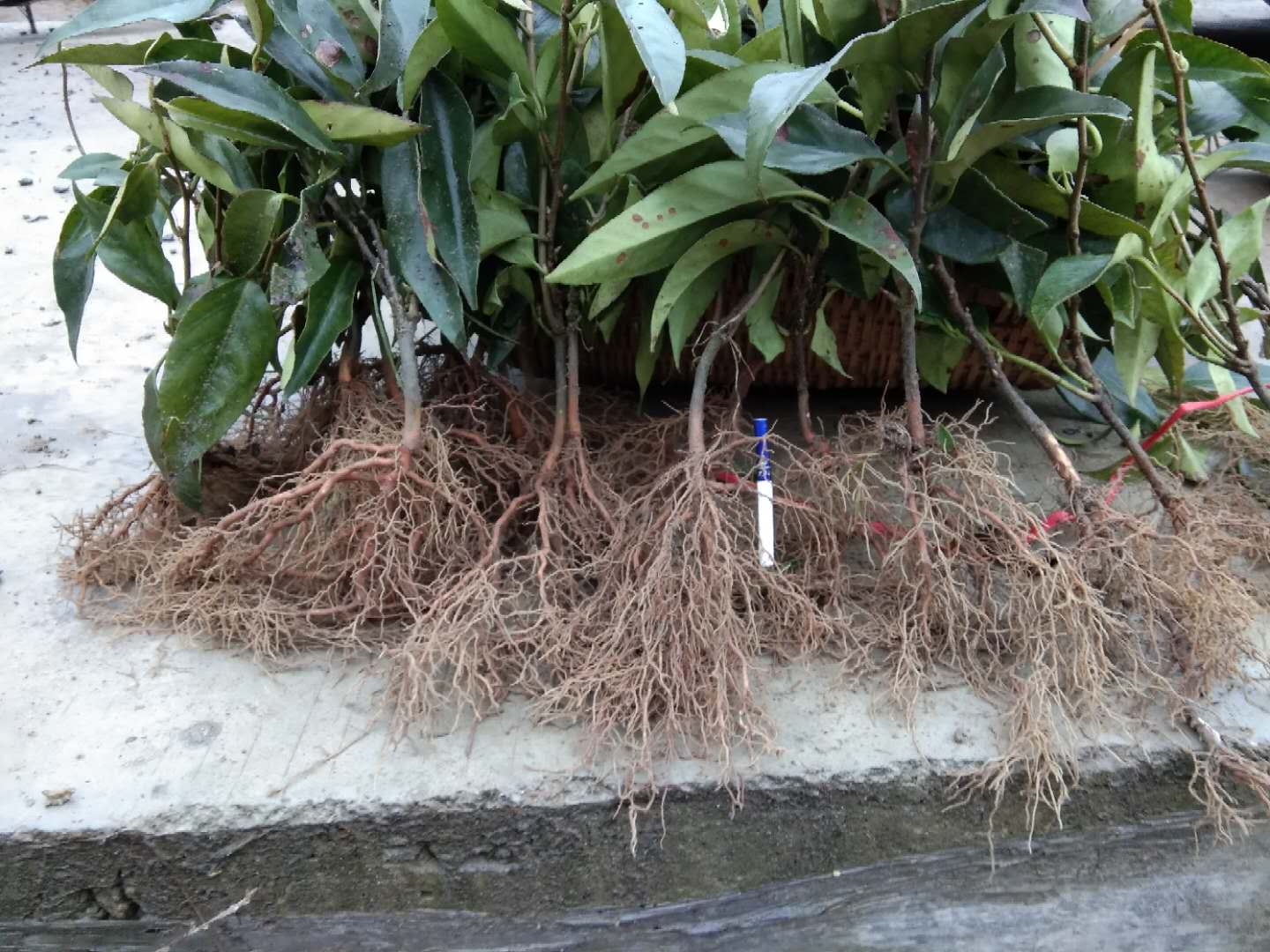 湖南懷化黑老虎-湖南黑老虎價(jià)格/廠家價(jià)格批發(fā)報(bào)價(jià)供應(yīng)商 黑老虎苗基地 黑老虎苗價(jià)格