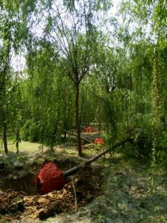 山東優(yōu)質(zhì)金枝槐基地