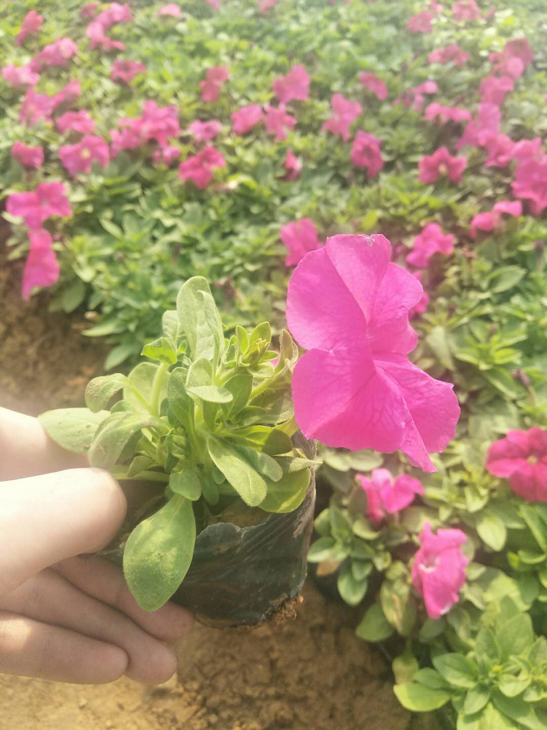 草花苗圃草花供應(yīng)；草花出售； 草花花圃草花*；草花出售