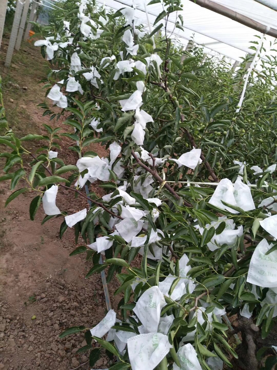 陜西大荔冬棗*無紡布套袋冬棗防縮果漿果 無紡布冬棗套袋