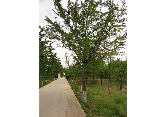 邳州嫁接銀杏樹*選擇