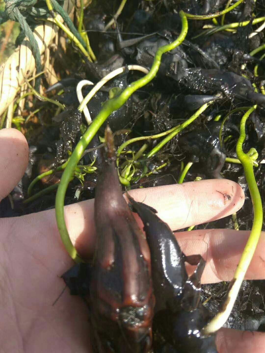 大菱角種子種植技術(shù)