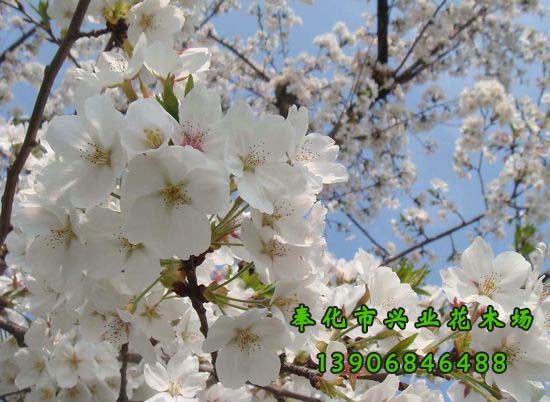 寧波市櫻花種植基地-中國櫻花-日本晚櫻-日本櫻花-奉化市溪口興業(yè)花木場 -*7套櫻花栽培技術(shù)拍攝點 日本白櫻 日本晚櫻