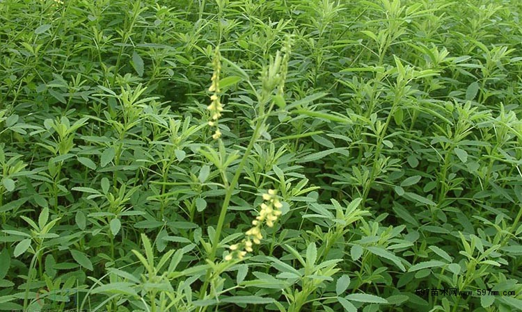 草木犀供應(yīng)  黃花草木犀產(chǎn)地直銷 鐵掃把  黃花草木犀產(chǎn)地直銷