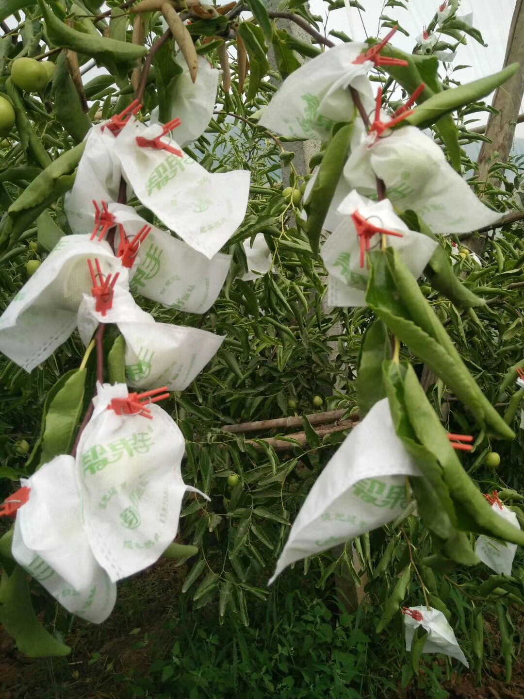 陜西大荔冬棗*無紡布套袋冬棗防縮果漿果 無紡布冬棗套袋