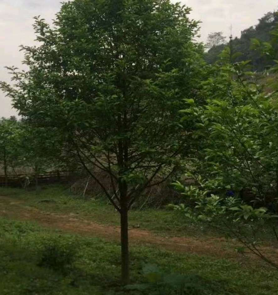 樂昌含笑- 樂昌含笑種子-樂昌含笑小苗-40-60-80-100公分高樂昌含笑基地，廠家批發(fā)價(jià)格報(bào)價(jià)供應(yīng)商
