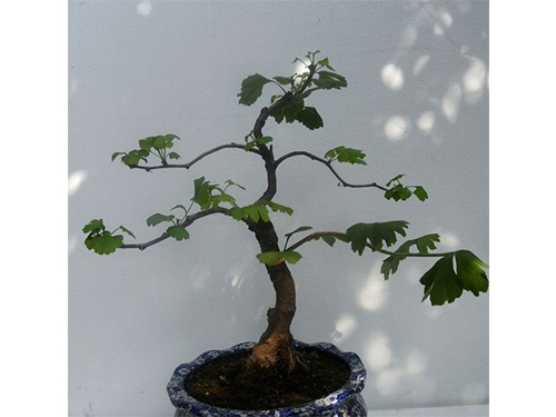 怎么選購一盆好的銀杏盆景呢