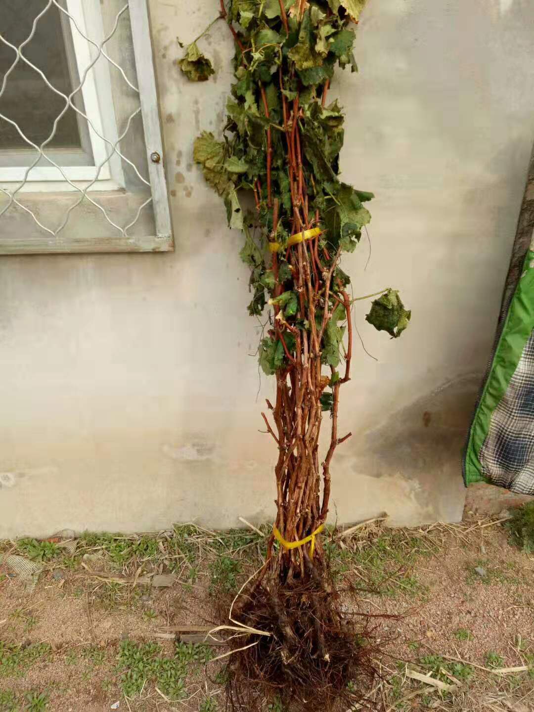 葡萄苗李子苗百合花