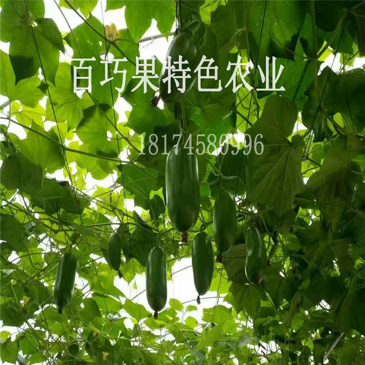 奇瓜異果香如蜜種植致富項目