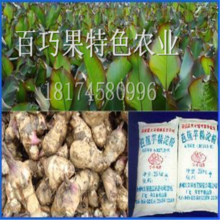 湖南旱藕芭蕉芋基地種苗批發(fā)