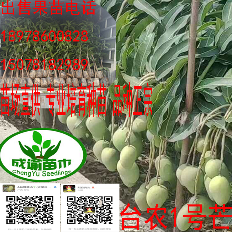 興義芒果苗價(jià)格|芒果苗廠家直銷|興義芒果苗多少錢|興義芒果苗培育基地