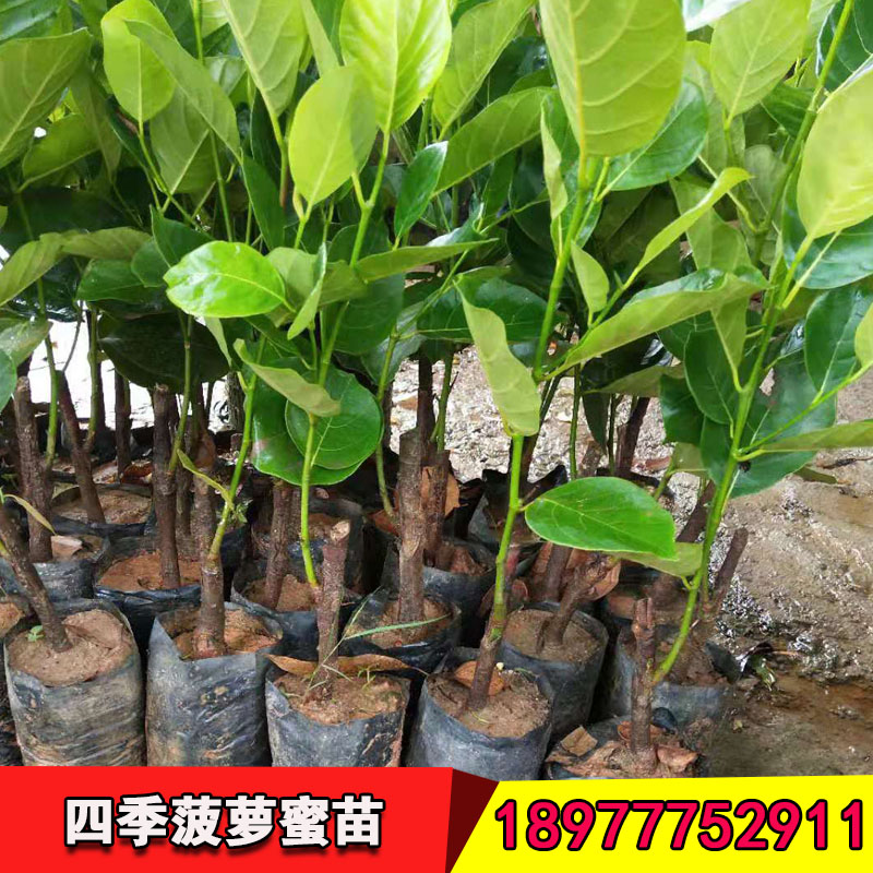 四季菠蘿蜜種苗批發(fā)  四季菠蘿蜜樹苗廠家 四季菠蘿蜜苗供應商