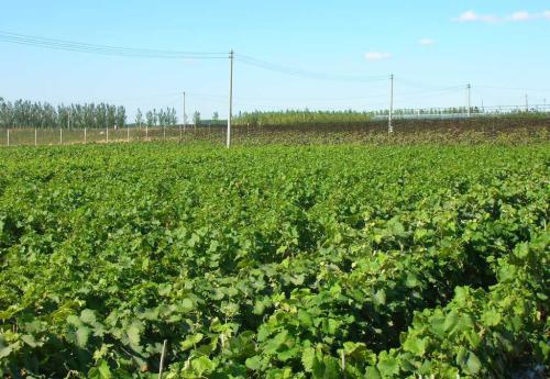 葡萄苗，葡萄苗價格，葡萄苗批發(fā)，葡萄苗供應商，批發(fā)葡萄苗