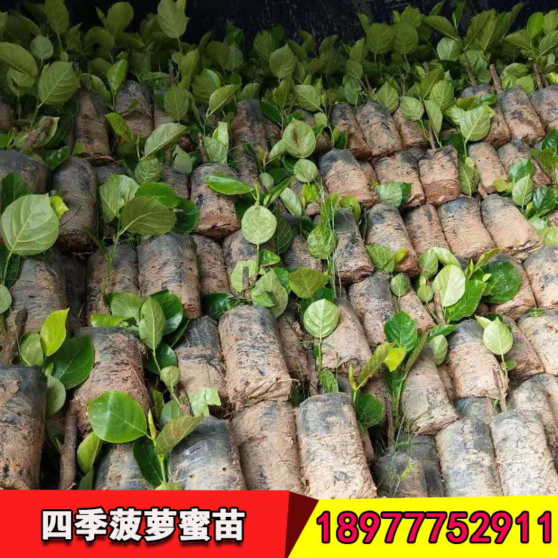 四季菠蘿蜜苗批發(fā)市場 四季菠蘿蜜苗種植基地 四季菠蘿蜜苗供應(yīng)廠家