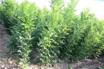 雙季槐苗，雙季槐苗價格，雙季槐苗批發(fā)，批發(fā)雙季槐苗