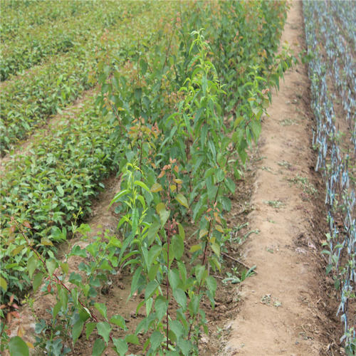 杏樹苗種植基地，山西杏樹苗種植基地，運(yùn)城杏樹苗種植基地，優(yōu)質(zhì)杏樹苗