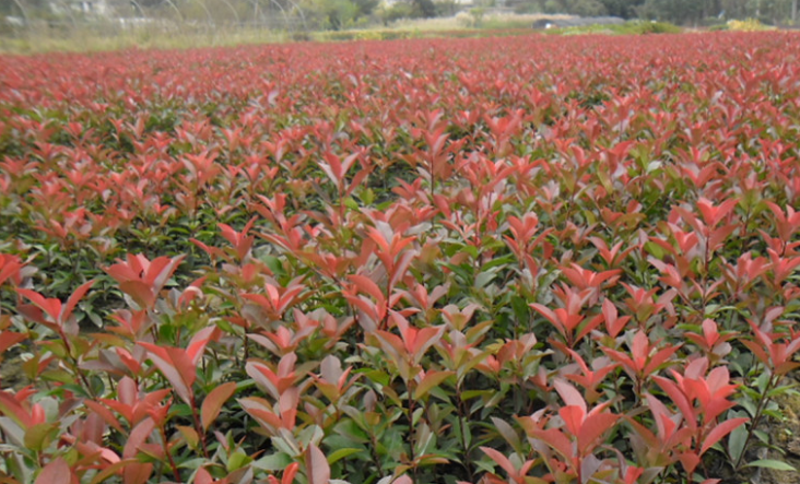 江西紅葉石楠杯苗批發(fā)