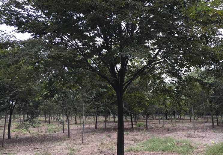 江西櫸樹直銷批發(fā)