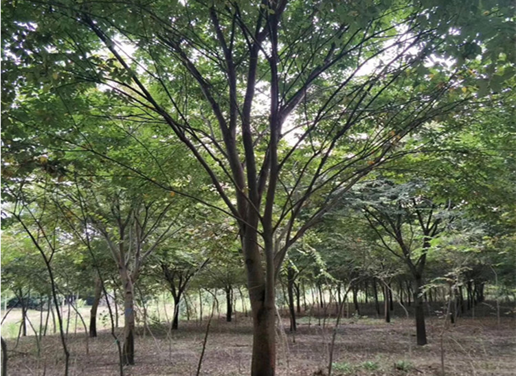 江西櫸樹直銷批發(fā)