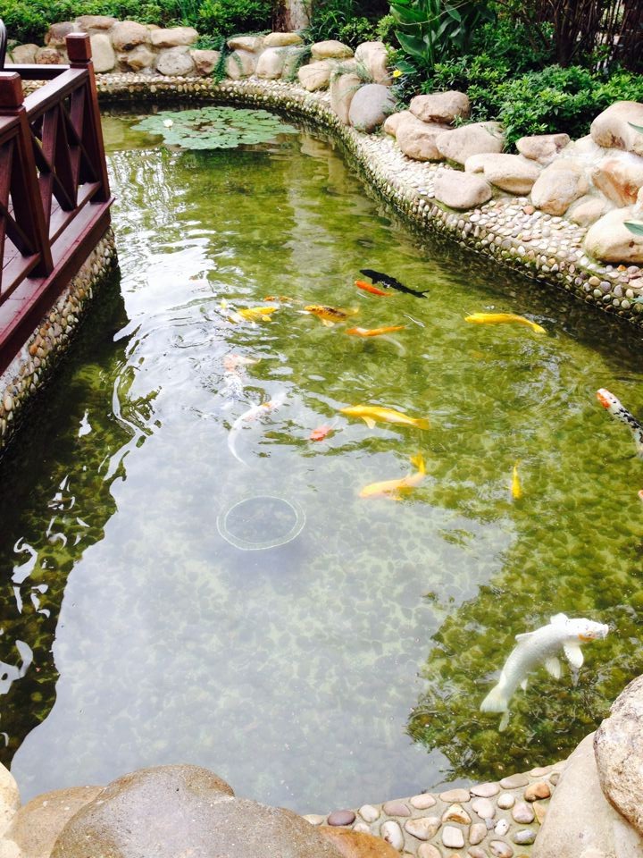 常州別墅景觀魚池水凈化_過濾系統(tǒng)_別墅景觀魚池水凈化工程