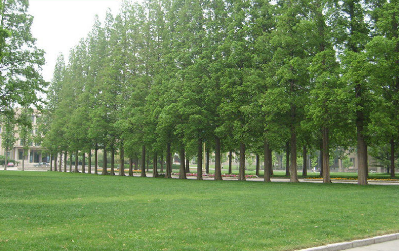 基地直銷水杉小苗