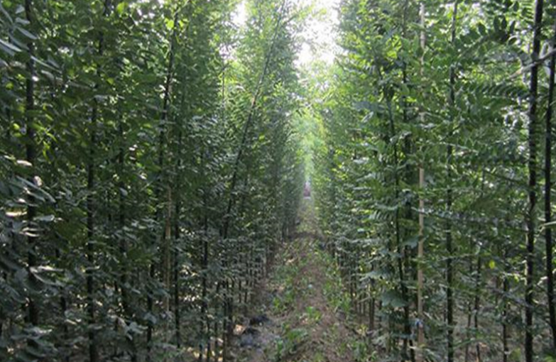 批發(fā)綠化苗木國(guó)槐小苗