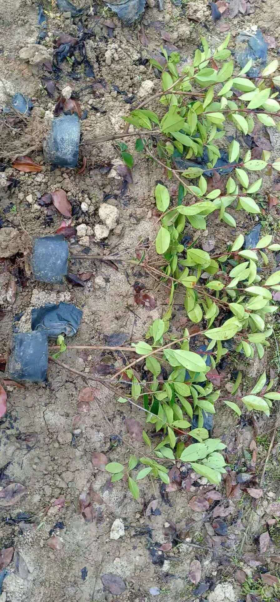 江西紅葉石楠杯苗批發(fā)