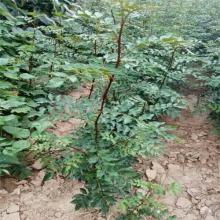 專業(yè)種植花椒苗，太原專業(yè)種植花椒苗，運(yùn)城專業(yè)種植花椒苗