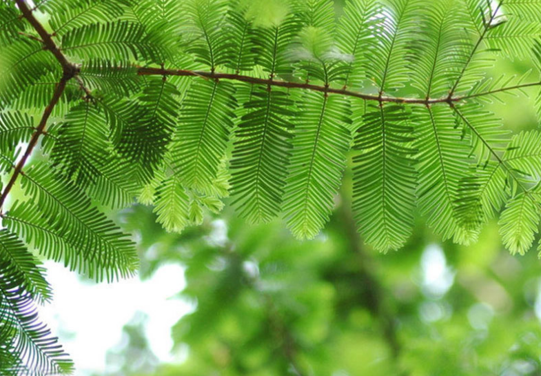 基地直銷水杉小苗
