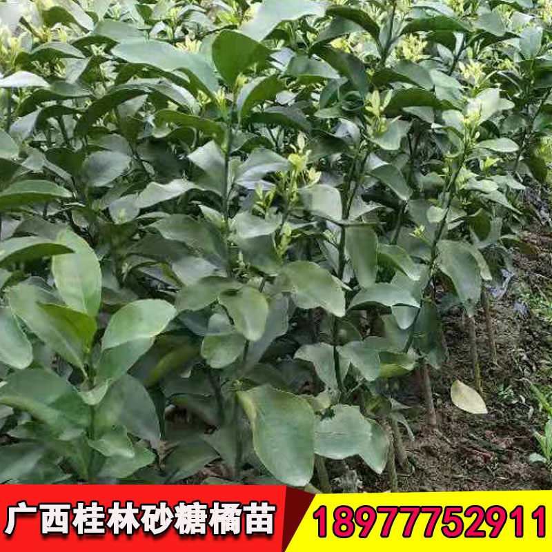 廣西砂糖桔果苗基地 廣西砂糖桔果苗批發(fā) 廣西砂糖橘苗批發(fā)市場