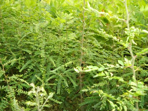 皂角苗，山西皂角苗，專業(yè)種植皂角苗，皂角苗價格