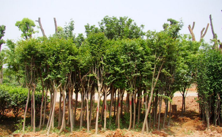 杜英小苗的特性