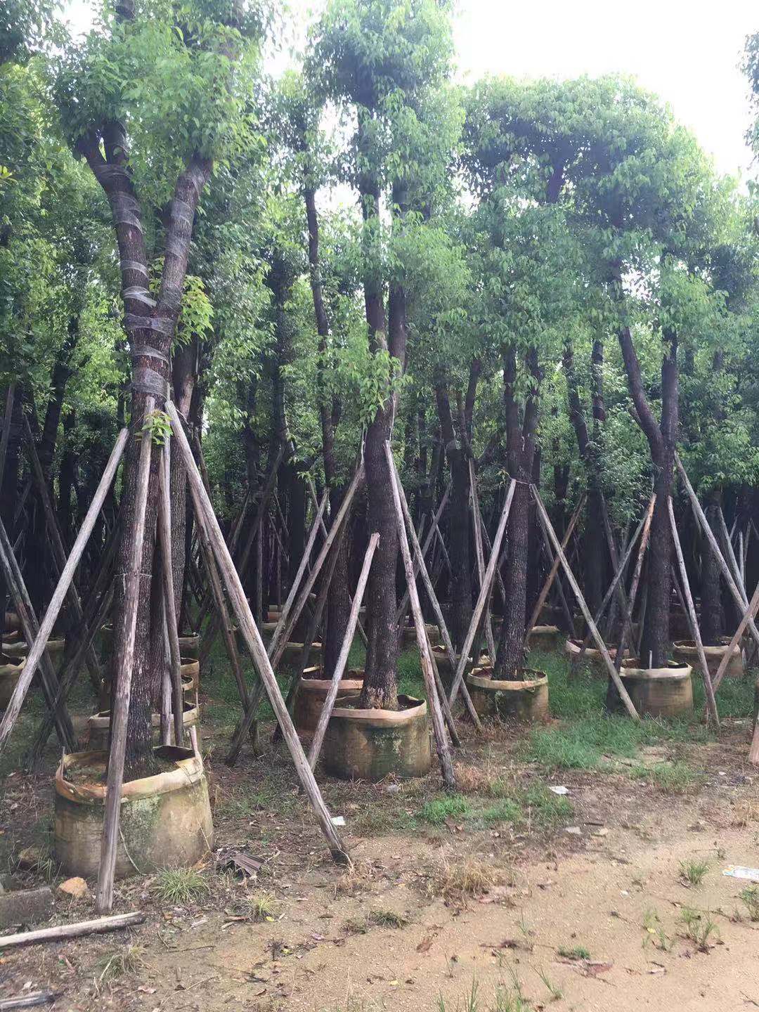 供應(yīng)天竺桂\天竺桂批發(fā)商\天竺桂廠家\廣東天竺桂種苗  天竺桂