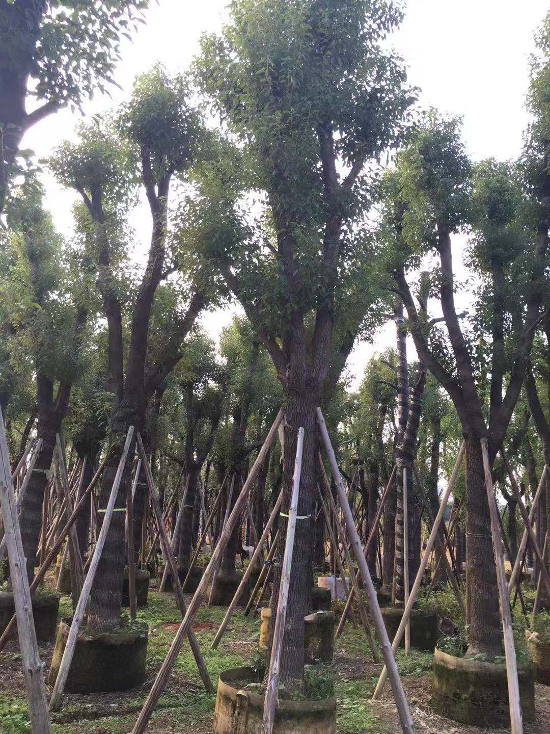 高山榕批發(fā)價格\高山榕供應(yīng)商\揭陽高山榕基地\高山榕基地 高山榕