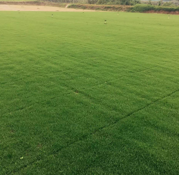 百慕大草坪，百慕大草坪基地，百慕大草坪直銷，百慕大草坪廠家，江蘇百慕大草坪，百慕大草坪報價，百慕大草坪種植