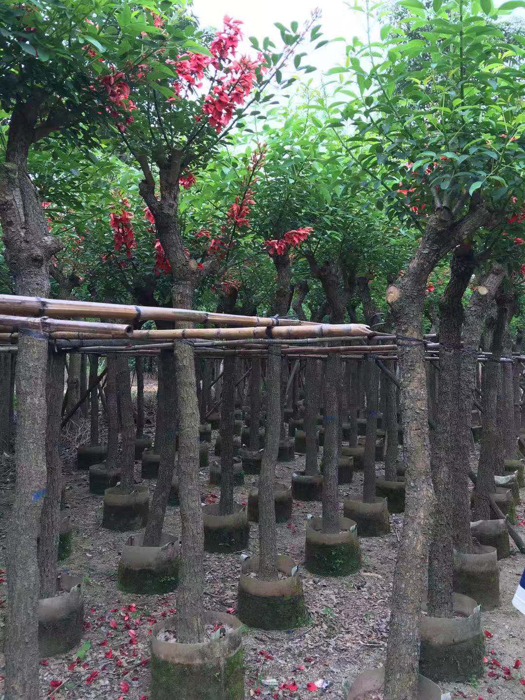 揭陽(yáng)大葉紫薇\揭陽(yáng)大葉紫薇批發(fā)\揭陽(yáng)大葉紫薇基地\大葉紫薇廠家直銷