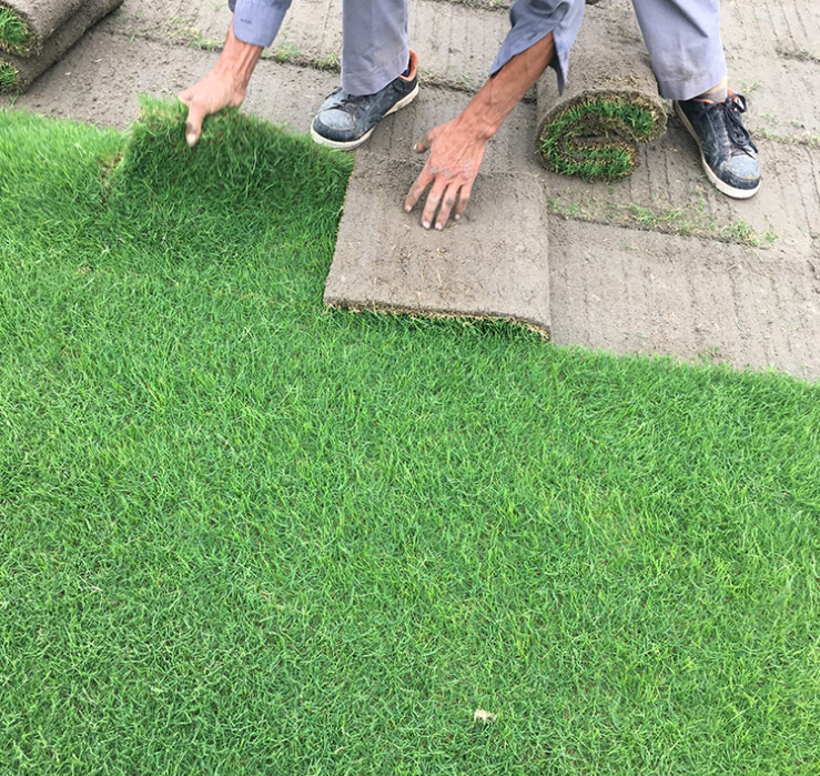 果嶺青草坪廠家 蘇州草坪批發(fā) 果嶺青草皮批發(fā) 江蘇果嶺草皮種植基地