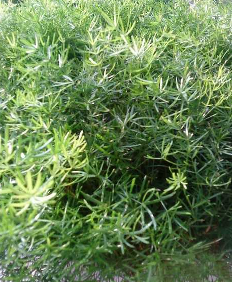 天門冬批發(fā)處理 天門冬多少錢 成都天門冬種植基地