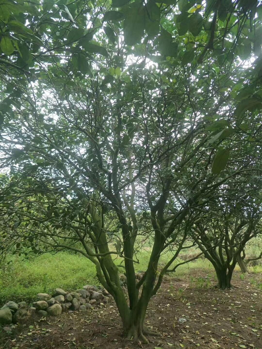 香櫞香泡供應(yīng)