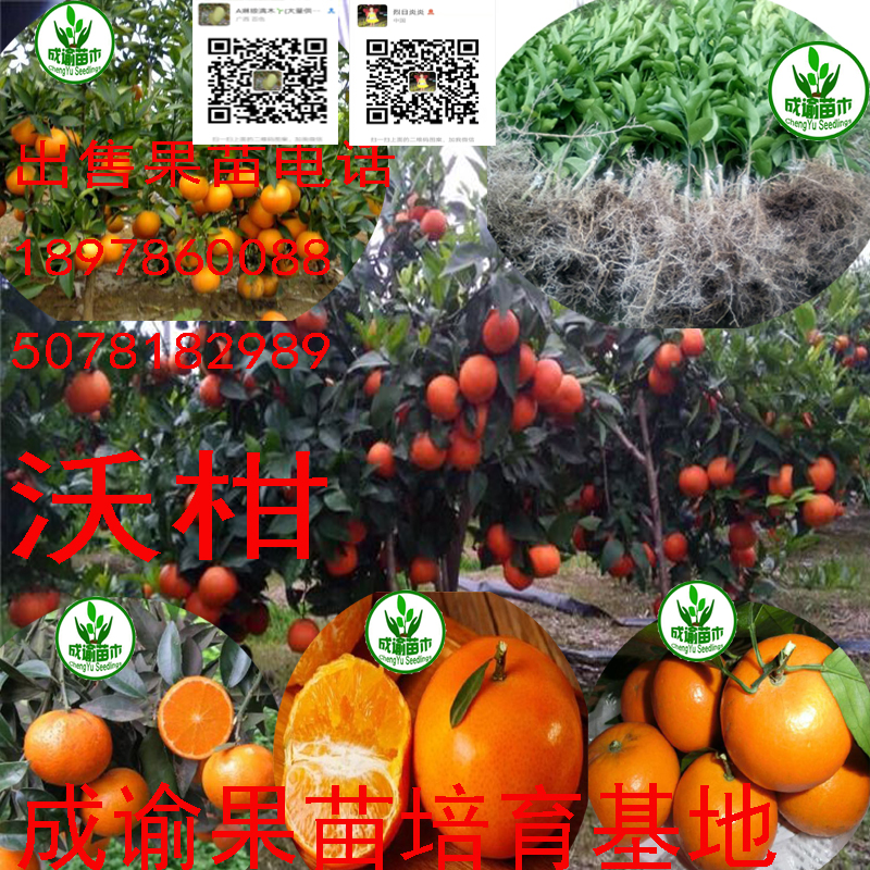 沃柑/無核沃柑/ 沃柑/無核沃柑/沃柑苗/沃柑種苗/柑橘苗沃柑