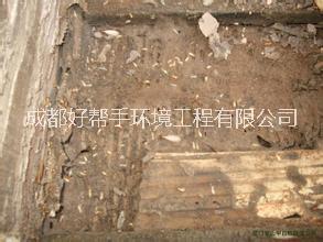 供應(yīng)峨眉山滅白蟻公司、峨眉山白蟻防治公司、峨眉山滅飛螞蟻公司