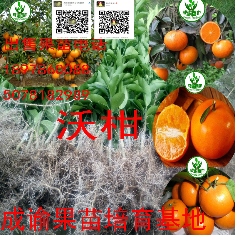 沃柑/無核沃柑/ 沃柑/無核沃柑/沃柑苗/沃柑種苗/柑橘苗沃柑