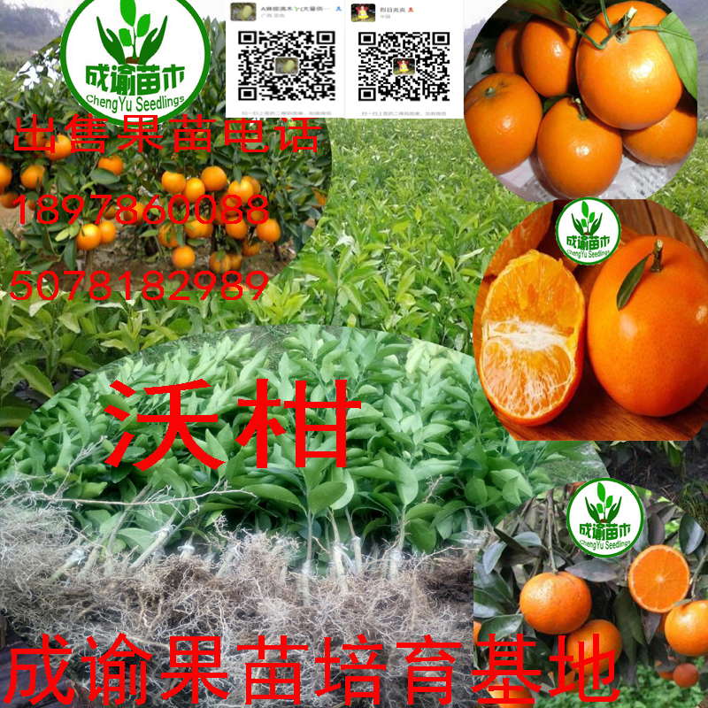 沃柑/無核沃柑/ 沃柑/無核沃柑/沃柑苗/沃柑種苗/柑橘苗沃柑