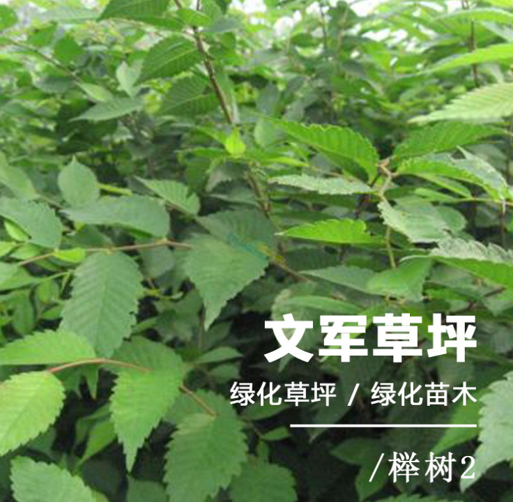 櫸樹(shù)苗，櫸樹(shù)苗報(bào)價(jià)，櫸樹(shù)苗木基地，櫸樹(shù)苗種植基地，櫸樹(shù)苗基地直銷，江蘇櫸樹(shù)苗，櫸樹(shù)苗供應(yīng)商，櫸樹(shù)苗批發(fā)價(jià)格