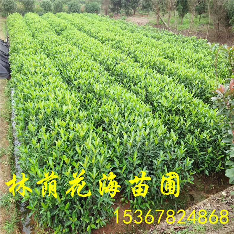 農(nóng)戶*直銷綠化常綠觀葉灌木做籬笆圍墻用的法國冬青 法青苗價