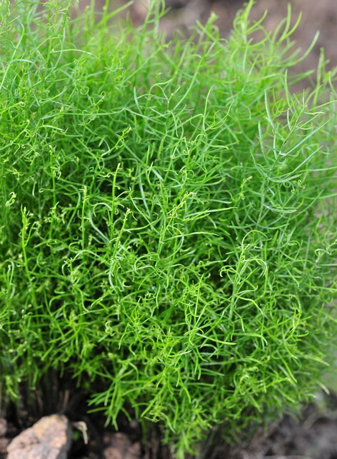 天門冬批發(fā)處理 天門冬多少錢 成都天門冬種植基地