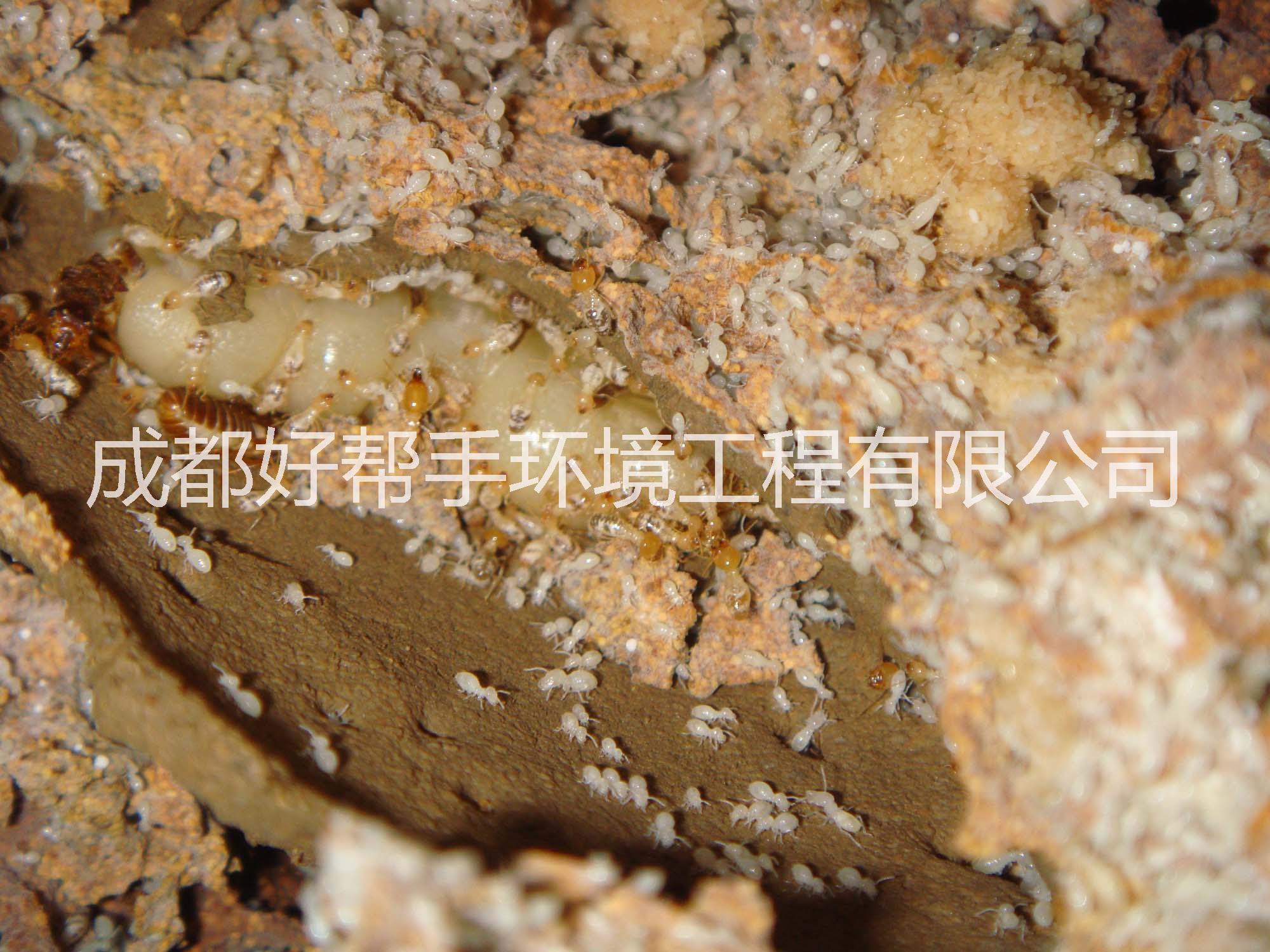 供應(yīng)樂(lè)山白蟻防治公司、犍為白蟻防治公司、井研白蟻防治公司