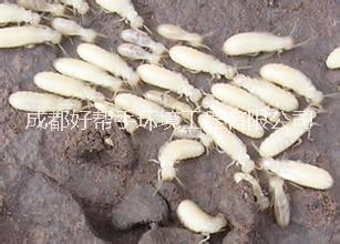 供應(yīng)夾江除白蟻公司、夾江滅白蟻公司、夾江白蟻防治公司
