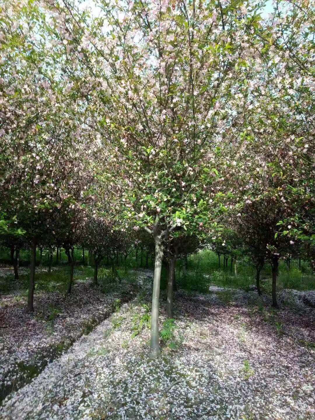 垂絲海棠優(yōu)惠價(jià)