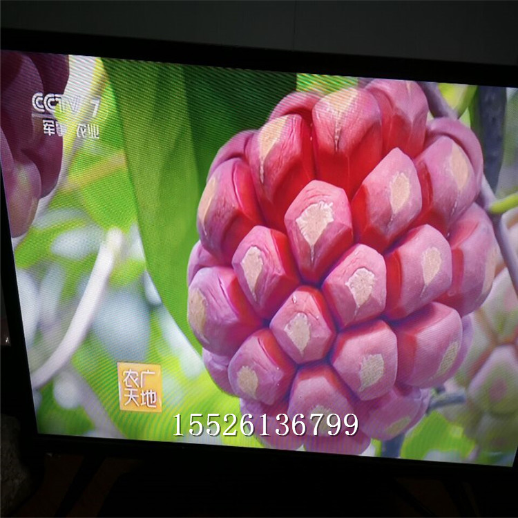 《農(nóng)廣天地》報(bào)道好品種黑老虎